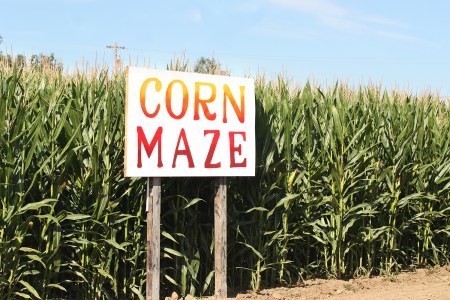 Red and yellow lettering on a white sign that reads "Corn Maze" in front of green corn stalks