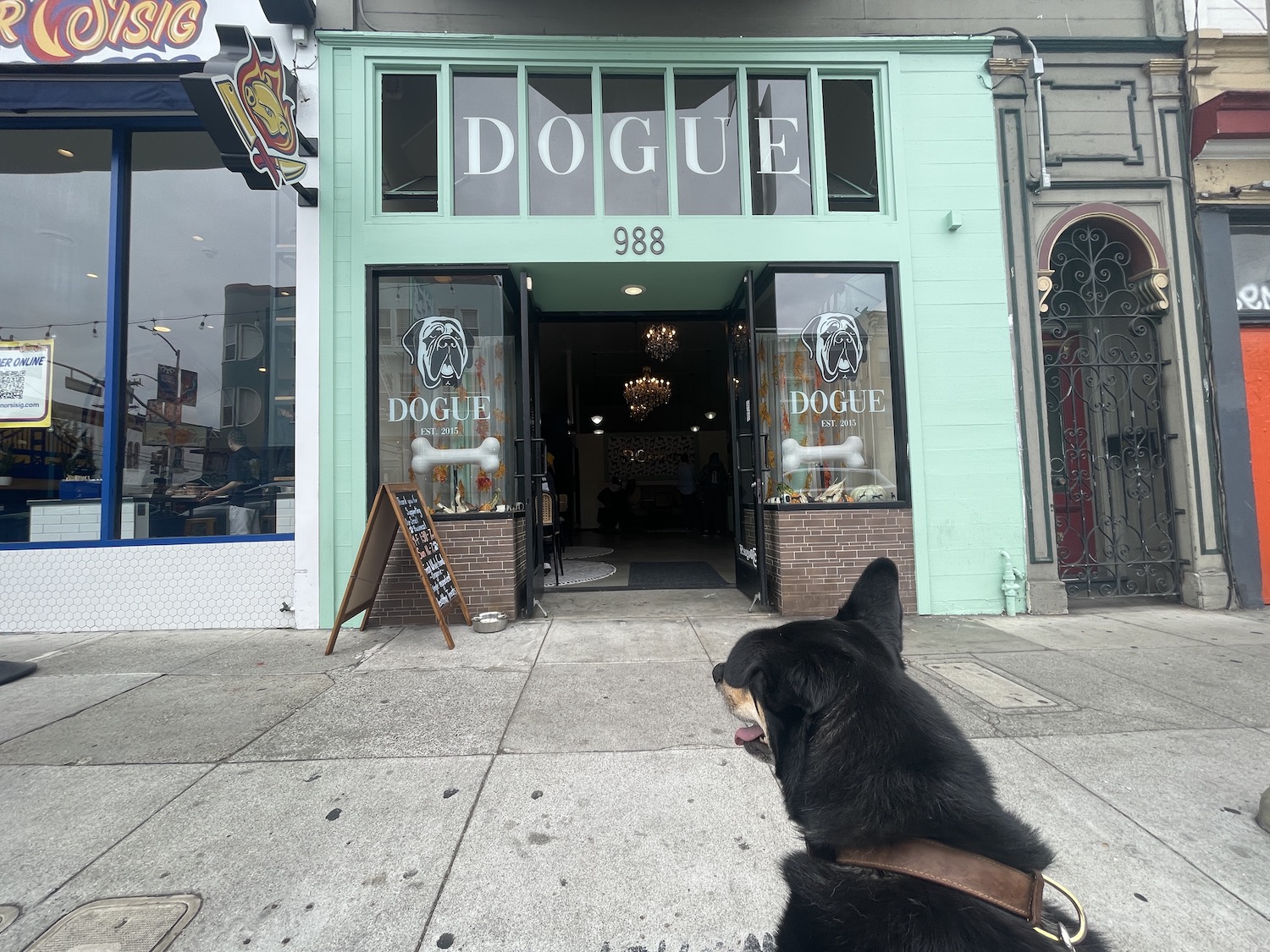 A dog outside Dogue, a raw dog food store and cafe in San Francisco