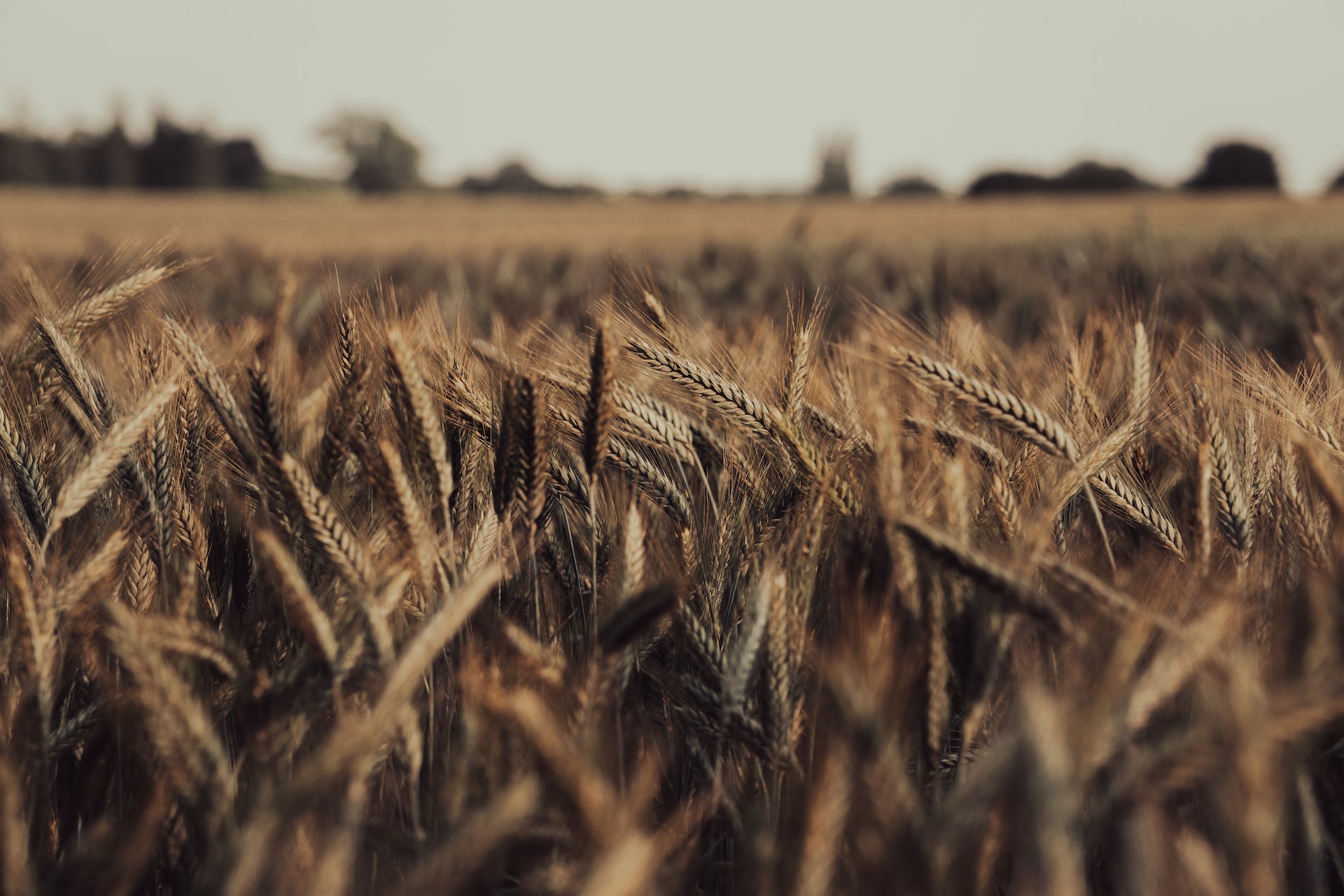 Wheat fields