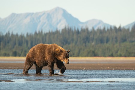 A large coastal brown bear in Alaska walks across a tidal delta. Happy Fat Bear Week.