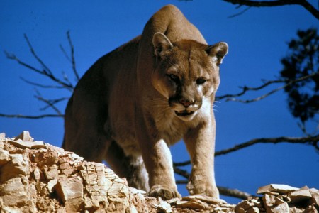 Mountain lion