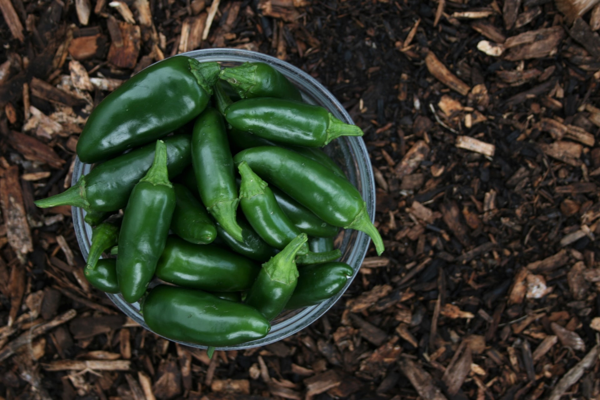 The Origins of Jalapenos: Discover the fascinating history and origins of the jalapeno pepper.