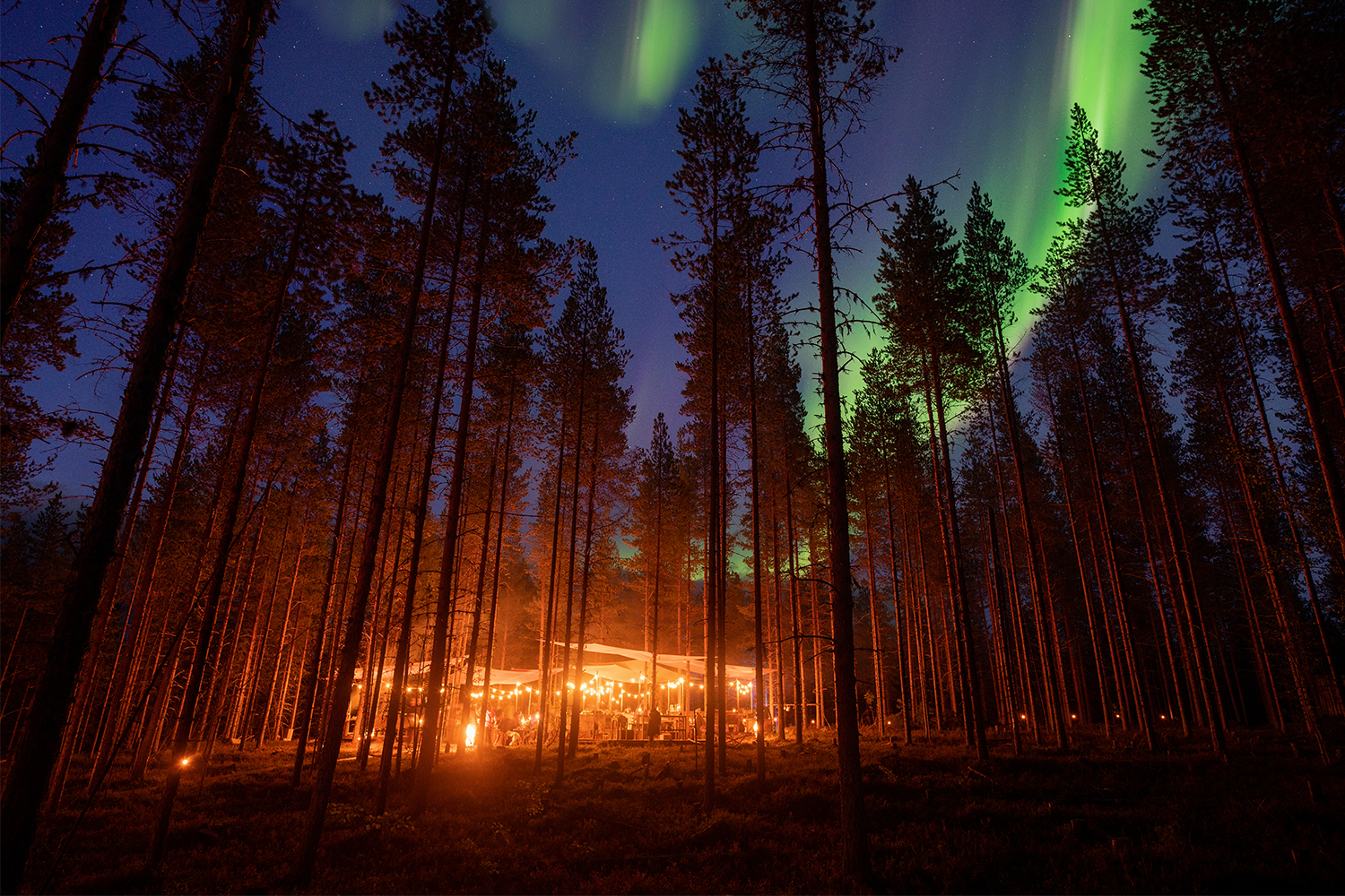 The northern lights shining above Stars du Nord, a chef driven experience in the woods in Swedish Lapland