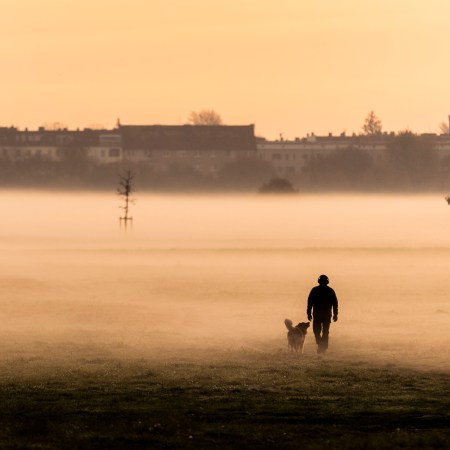 A man walking with his dog through the fog in a park.