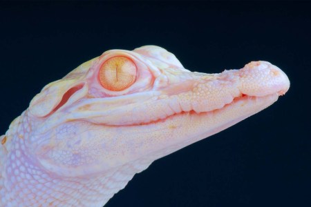 A close-up of the head of a baby albino alligator. A travel outlet reports that a man tried to bring one of these animals in his carry-on through security at Munich Airport.
