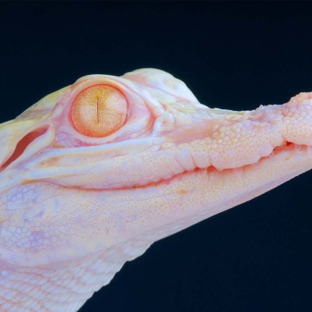 A close-up of the head of a baby albino alligator. A travel outlet reports that a man tried to bring one of these animals in his carry-on through security at Munich Airport.