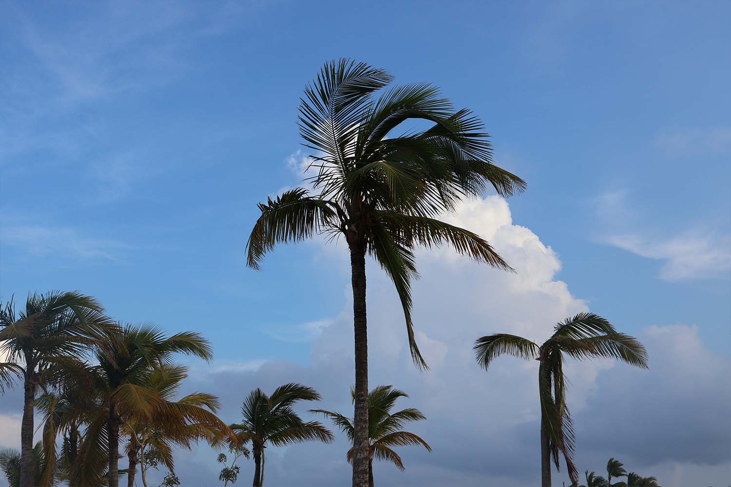 Palm trees at TRS Cap Cana