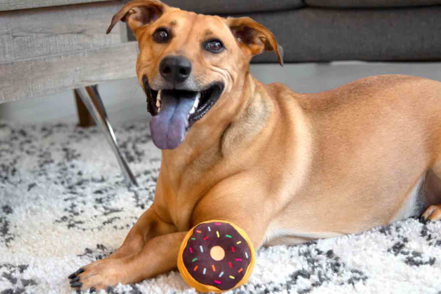 a dog on a carpet with a donut toy