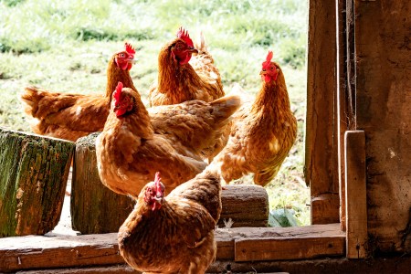 Chickens grown in a backyard coop. Doomsday preppers are big fans of raising their own chickens.