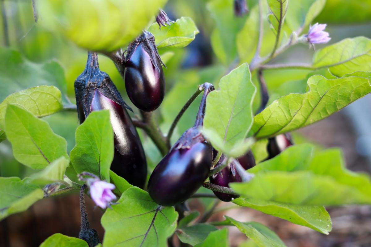 The Secret History of the Eggplant Emoji InsideHook