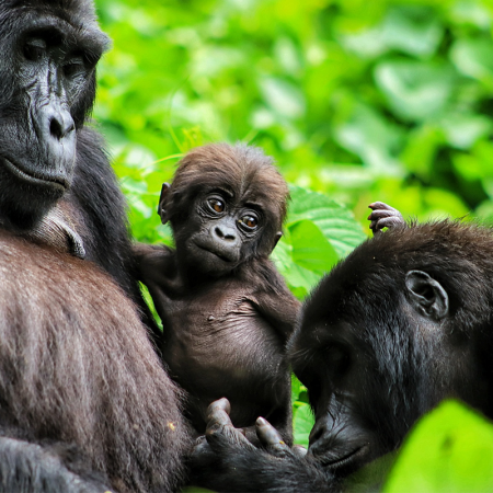 A mountain gorilla mother, baby and other family member from the Habinyanja group in Uganda, which our writer saw up close on a gorilla trek with Volcanoes Safaris
