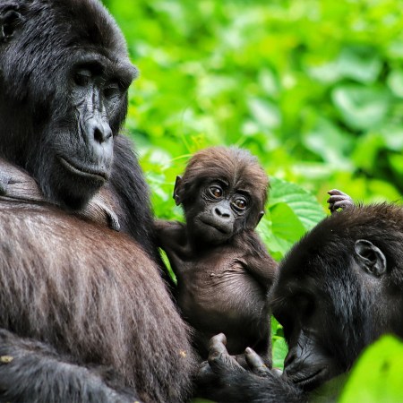 A mountain gorilla mother, baby and other family member from the Habinyanja group in Uganda, which our writer saw up close on a gorilla trek with Volcanoes Safaris
