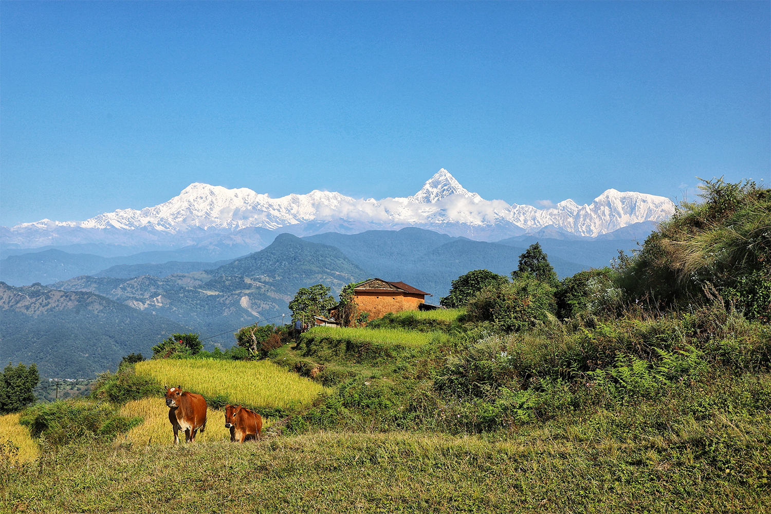 A view of the Himalayas from the green hills of Pokhara in Nepal