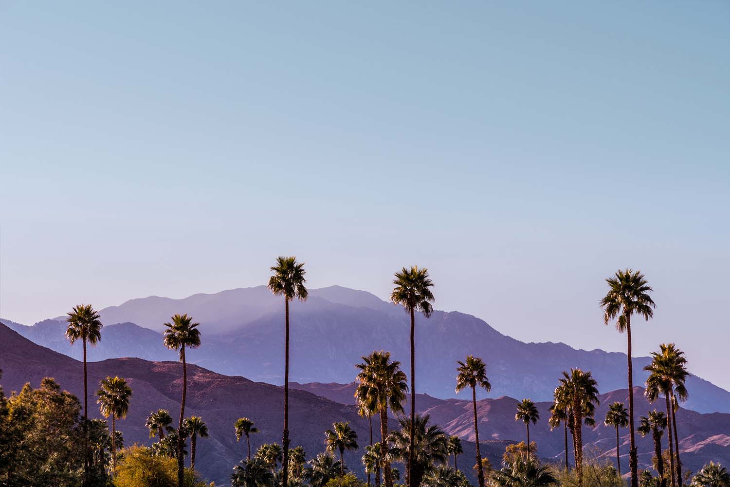 Palm trees with mountains in the background in Palm Springs, one of the best winter vacation spots