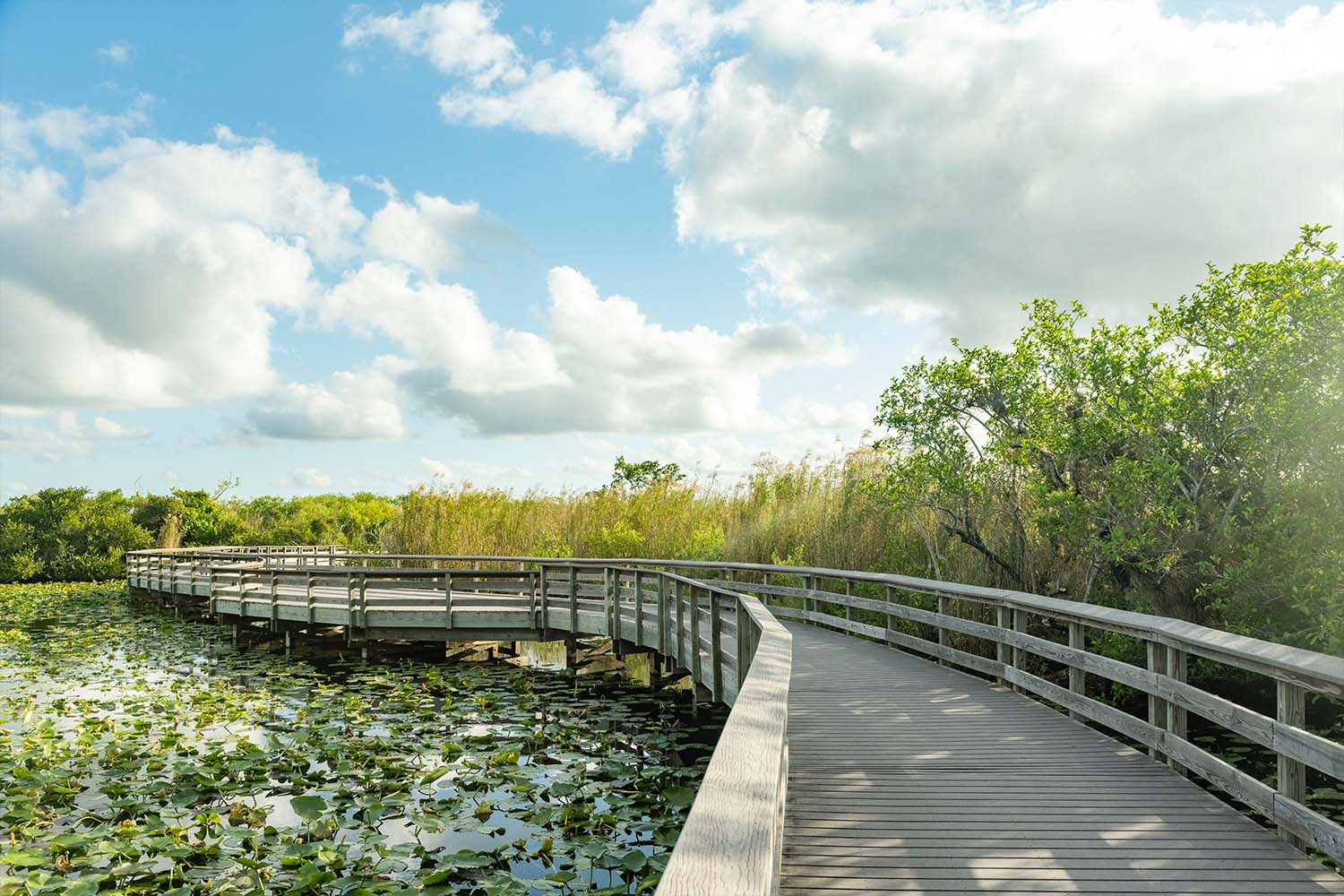 A wooden boardwalk curves over the scenic nature in Everglades National Park