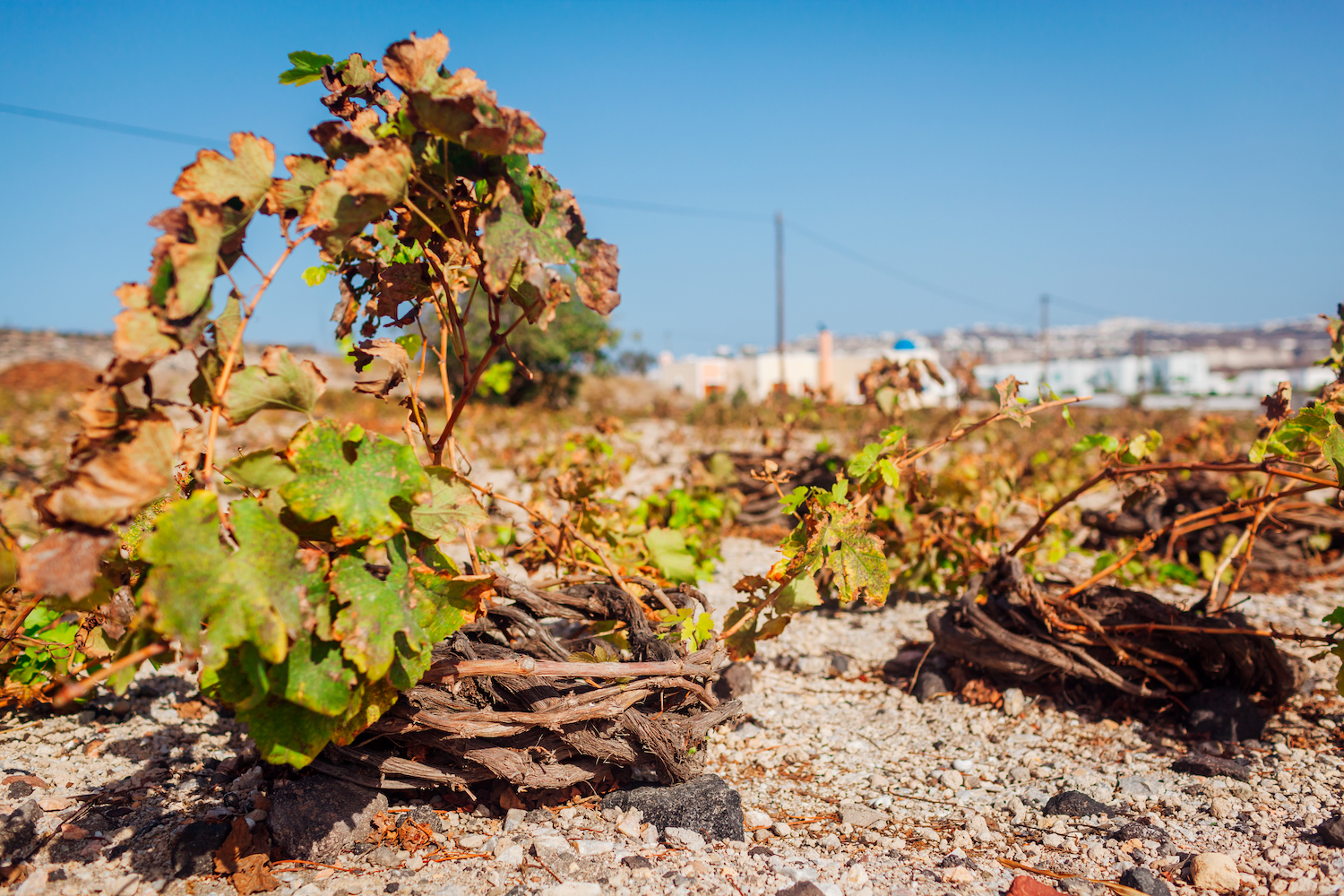 Santorini grapes in field, vines twisted in basket protected from wind 
