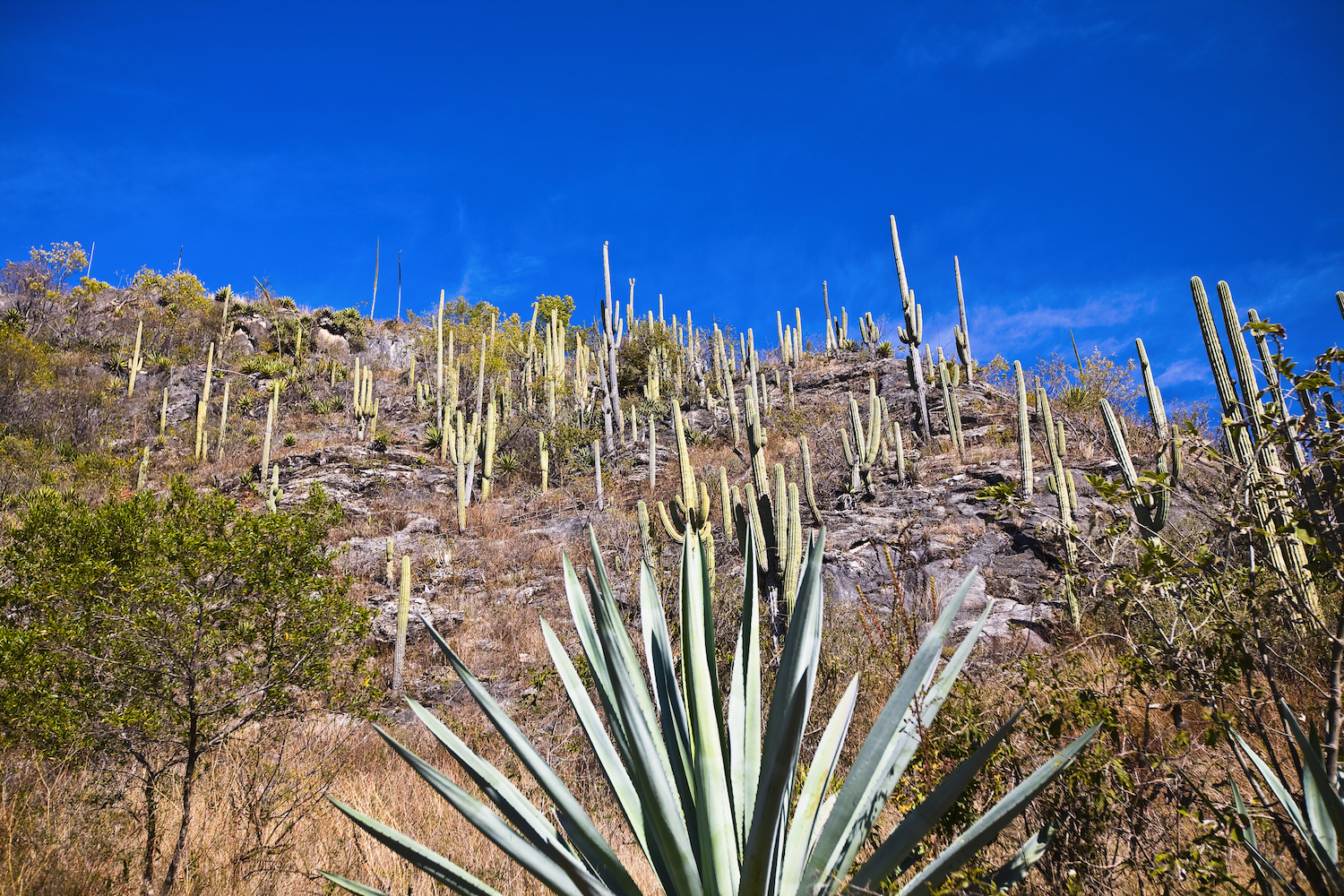 Low angle view of agave plants on a hill, Hierve El Agua, Oaxaca, mexico