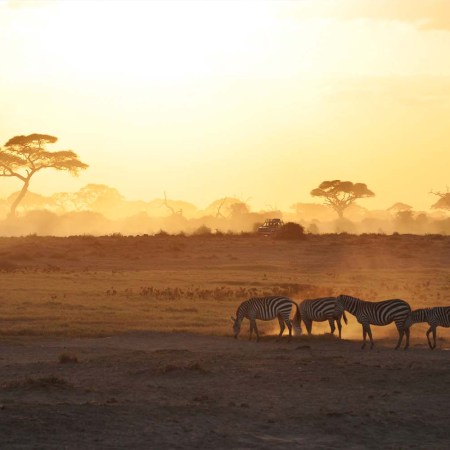 Zebras in the sunrise in Amboseli National Park, Kenya.