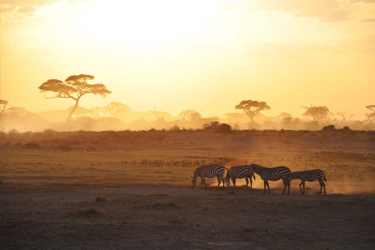 Zebras in the sunrise in Amboseli National Park, Kenya.