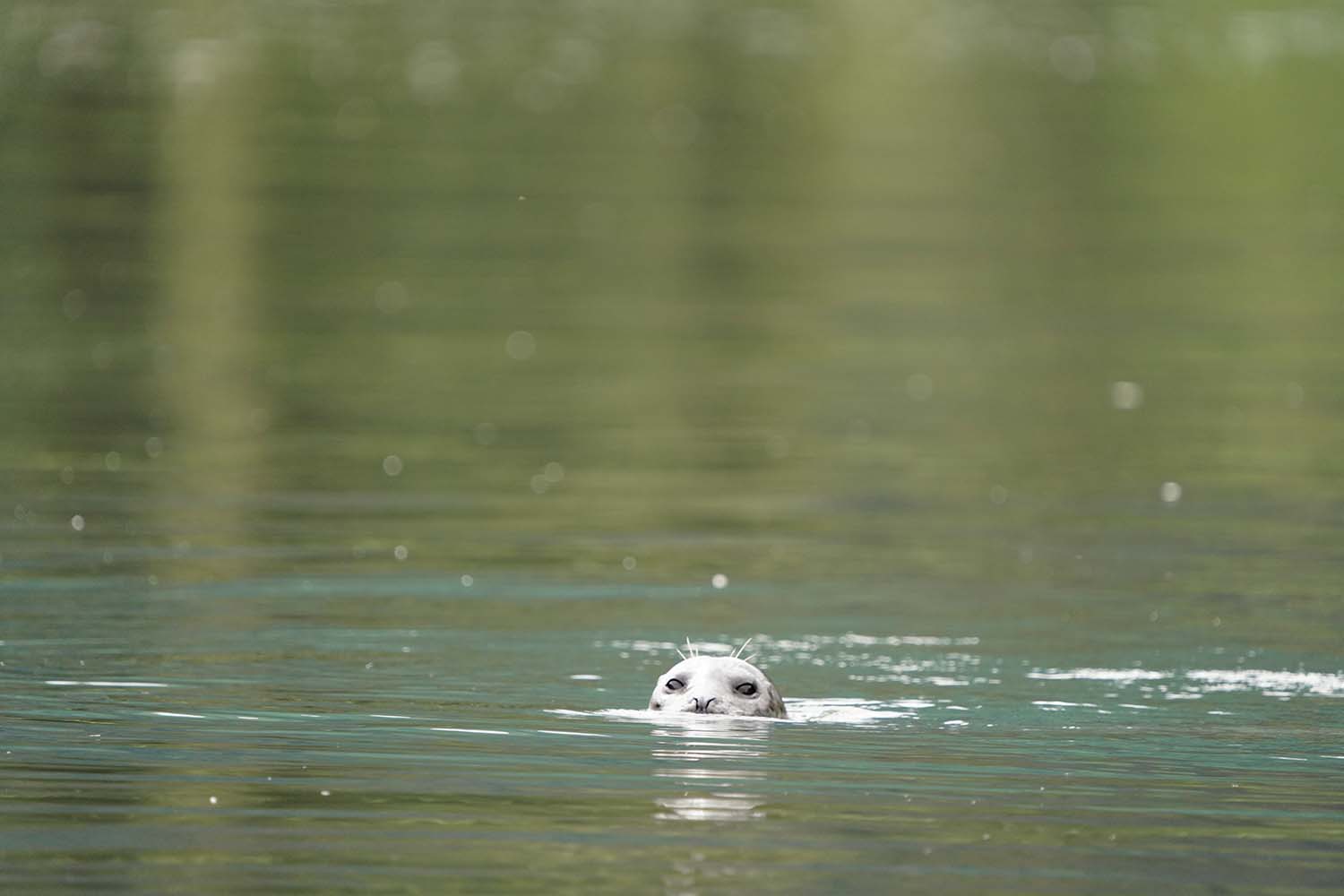 A seal surfacing