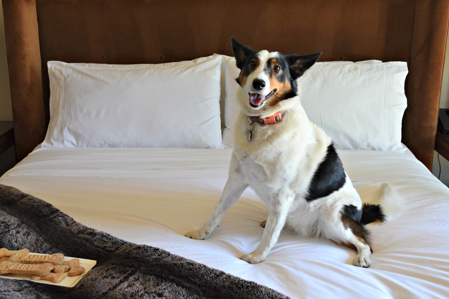 dog on the bed at Waldorf Astoria Park City