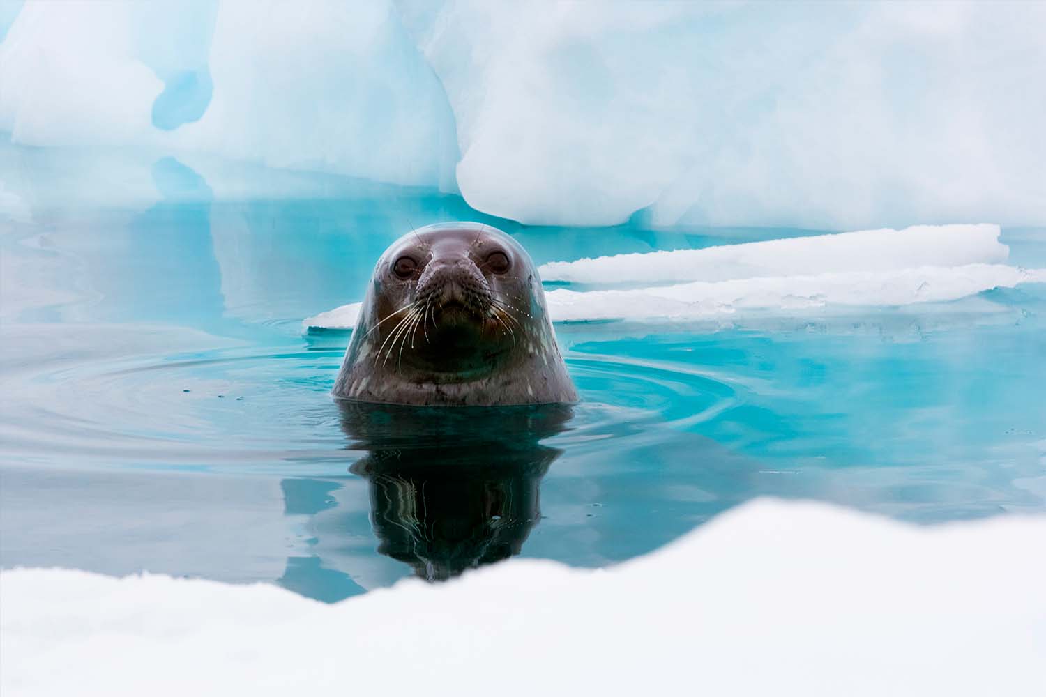 Weddell seal looking up out of the water