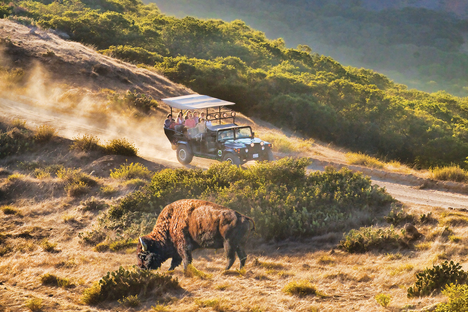 Bison Expedition on Catalina Island 