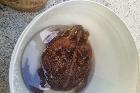 Giant Cane Toad Discovered, Euthanized in Australia