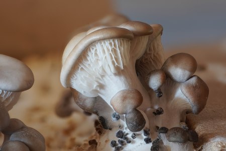 Oyster mushrooms, which feed on certain worms, could be used for organic pesticides