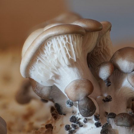 Oyster mushrooms, which feed on certain worms, could be used for organic pesticides