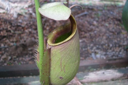 Pitcher plant