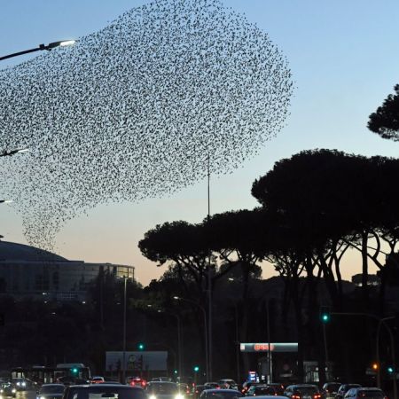 Starlings over Rome