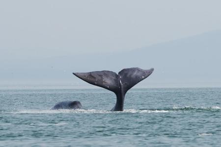 The tail of a bowhead whale, a creature known for its longevity.