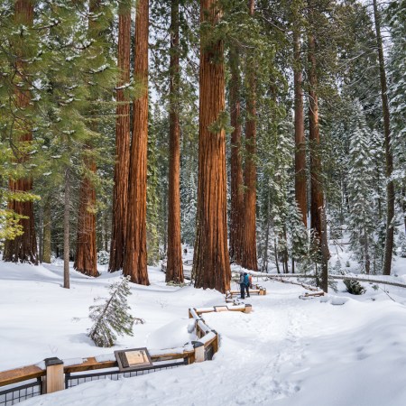 Two people snowshoeing with Yosemite Conservancy in the Mariposa Grove
