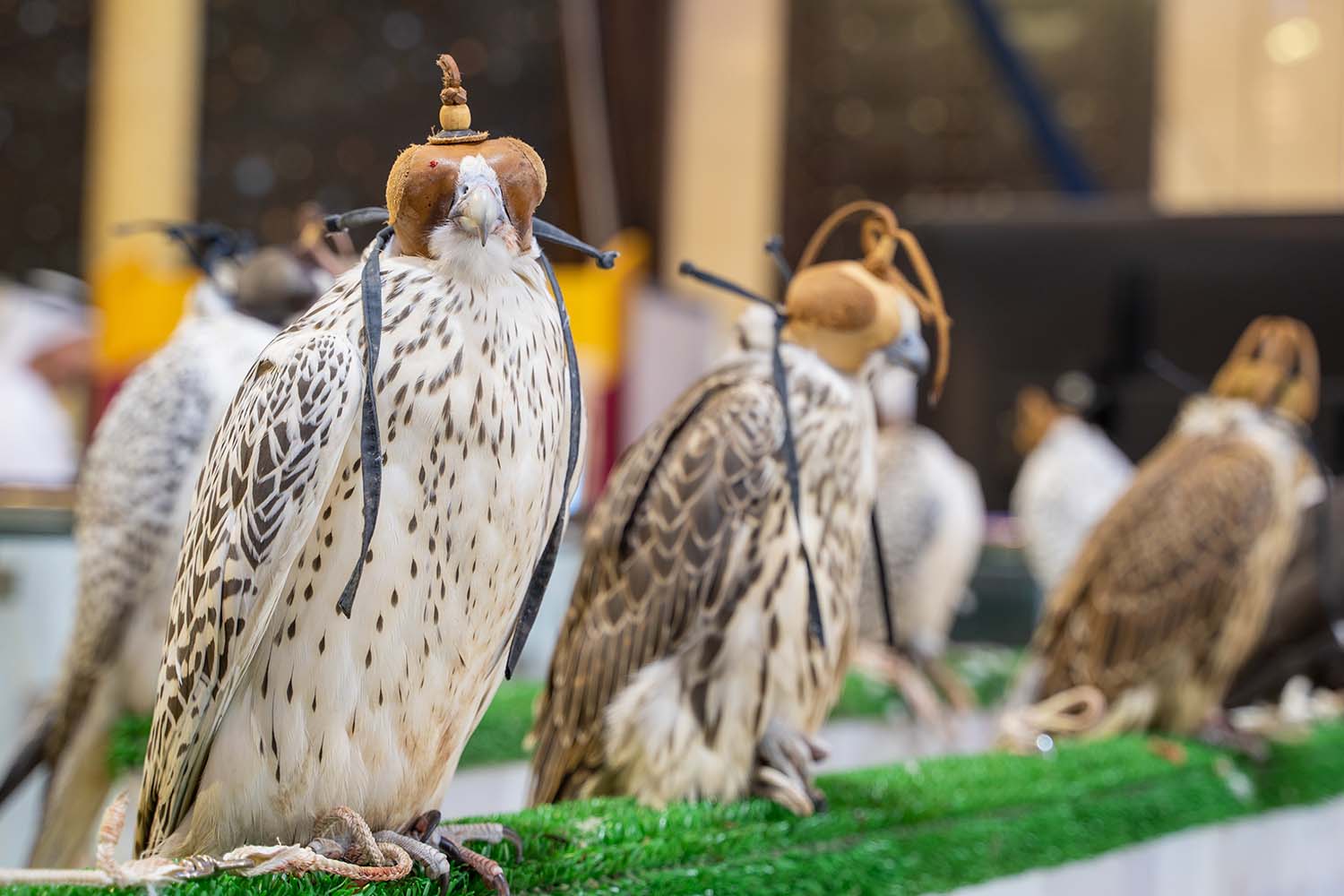 Falcons at a falcon festival in Qatar