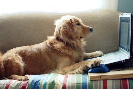 Golden Retriever chatting on laptop, with one paw on the keyboard and one paw on the mouse