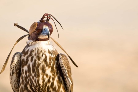 Everything to Know About Falconry in the Middle East