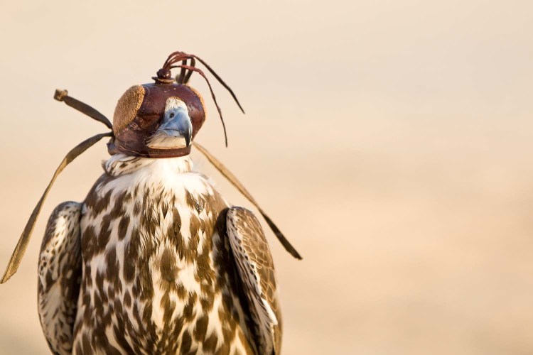 A falcon wearing its hood, shot in a middle eastern desert location.