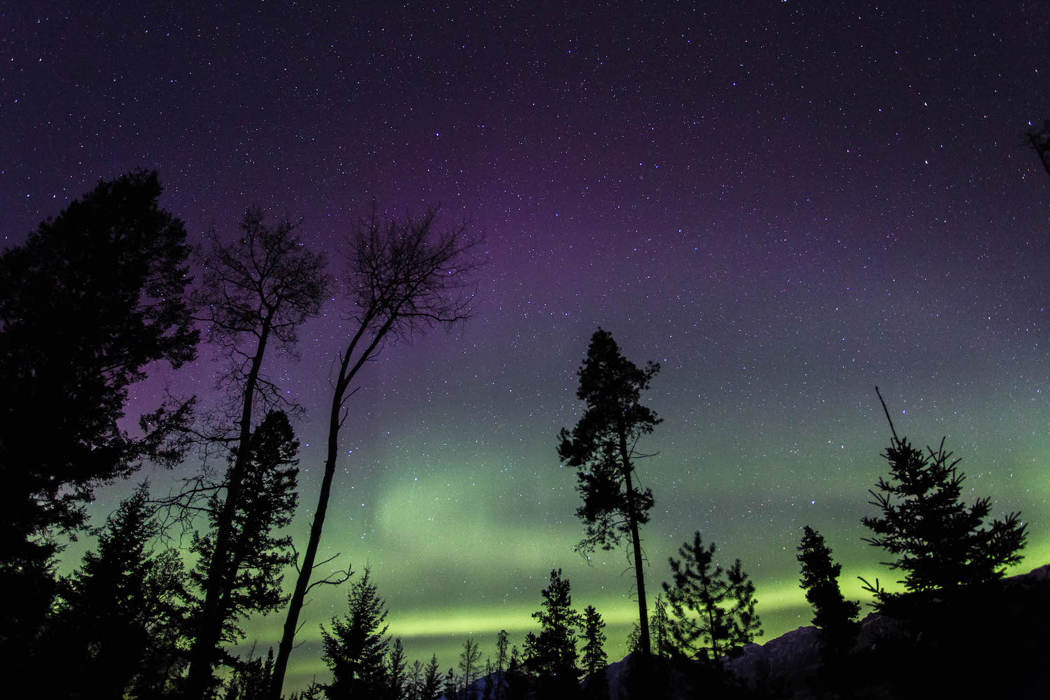 starry light with trees and purple and green northern lights