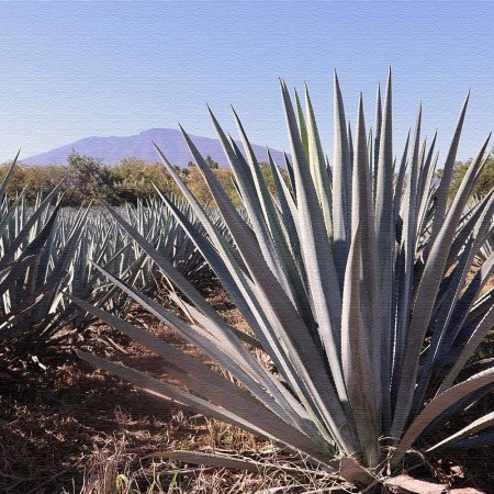 A giant agave plant in a field in Tequila, Mexico
