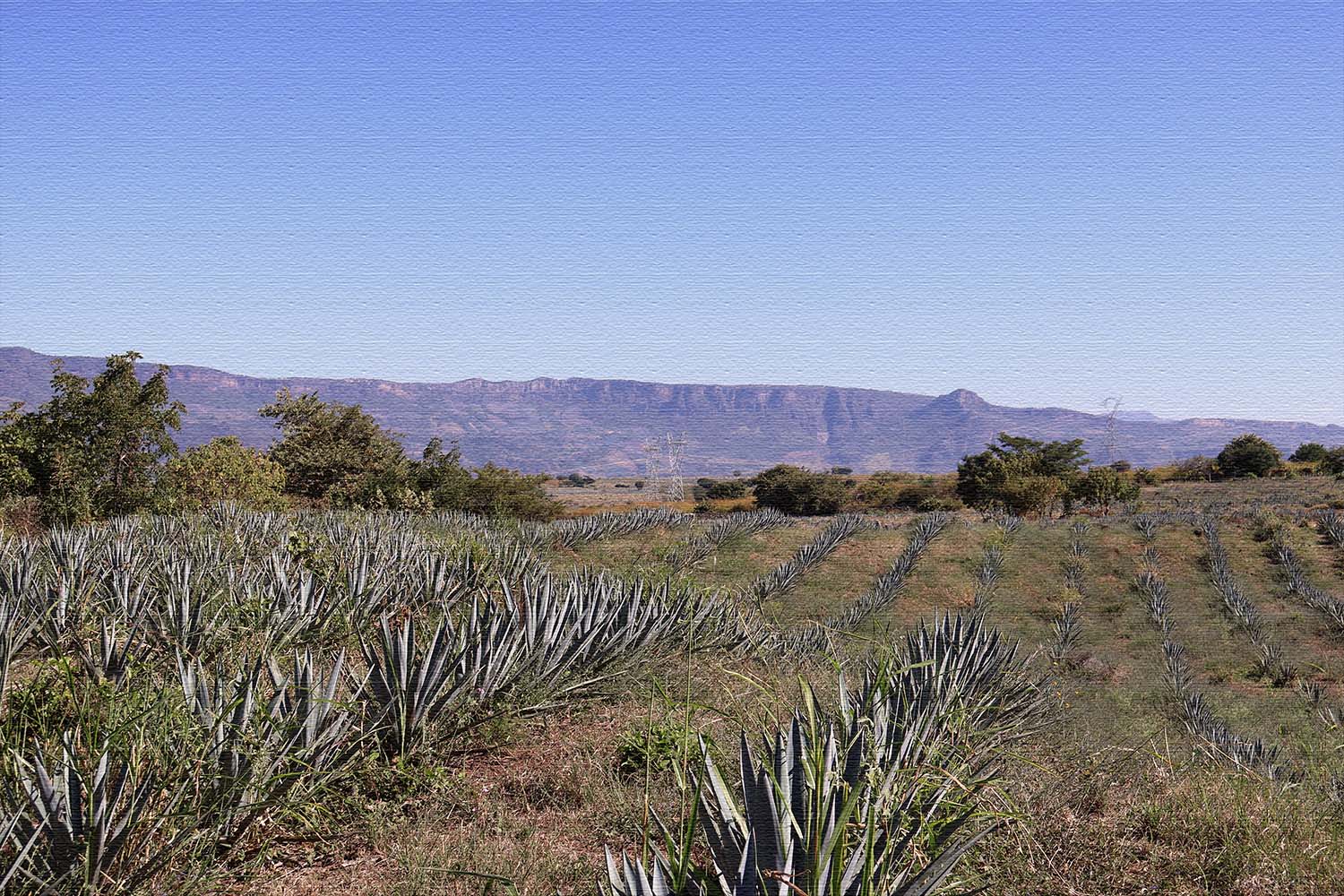 Miles of agave fields in Tequila, Mexico