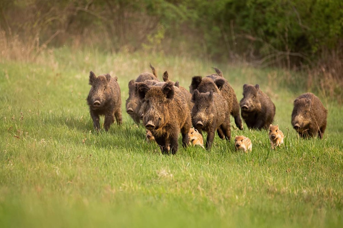 Pack of wild hogs running