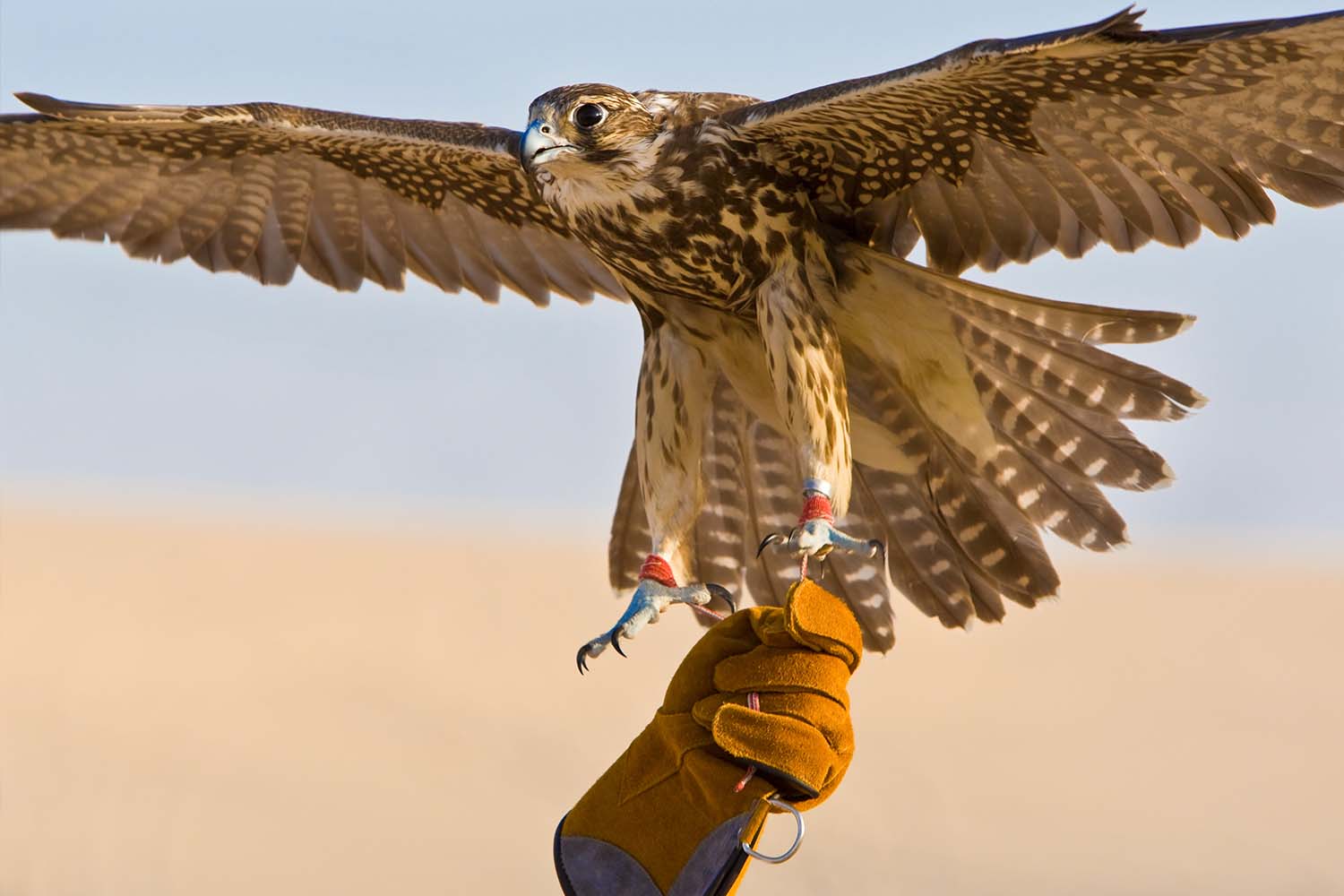 A falconer holding his bird with a falconry glove