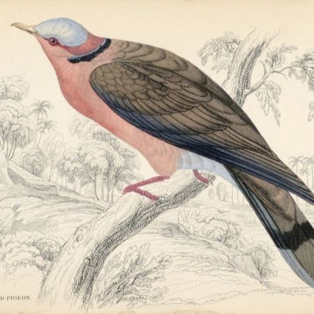 Illustration of a pigeon with a pink breast