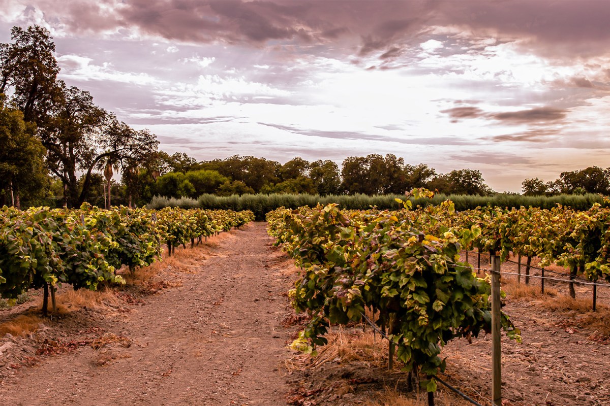 Val Verde Winery in West Texas, one of the five wine regions in Texas