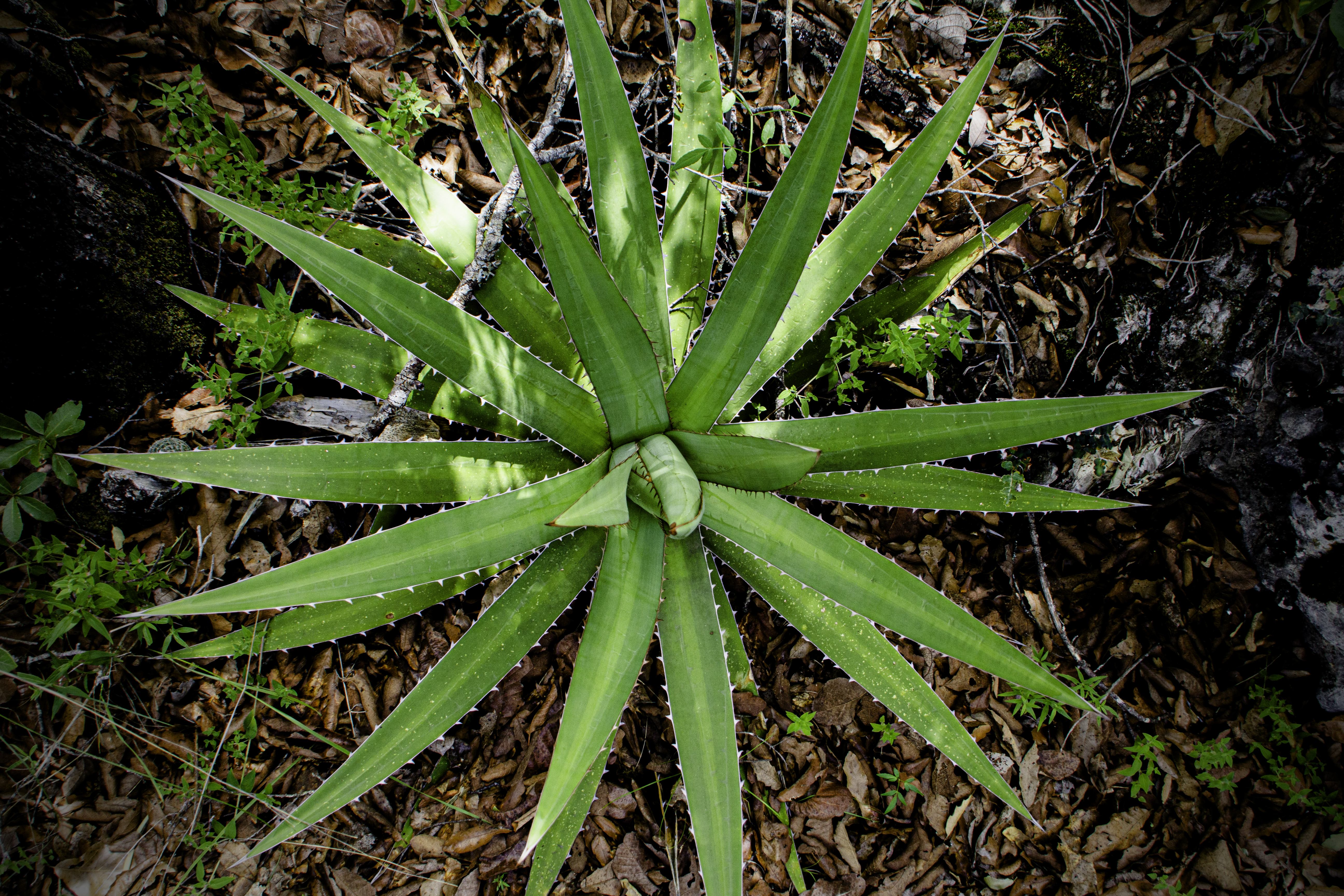 agave used for Tres Tribus mezcal