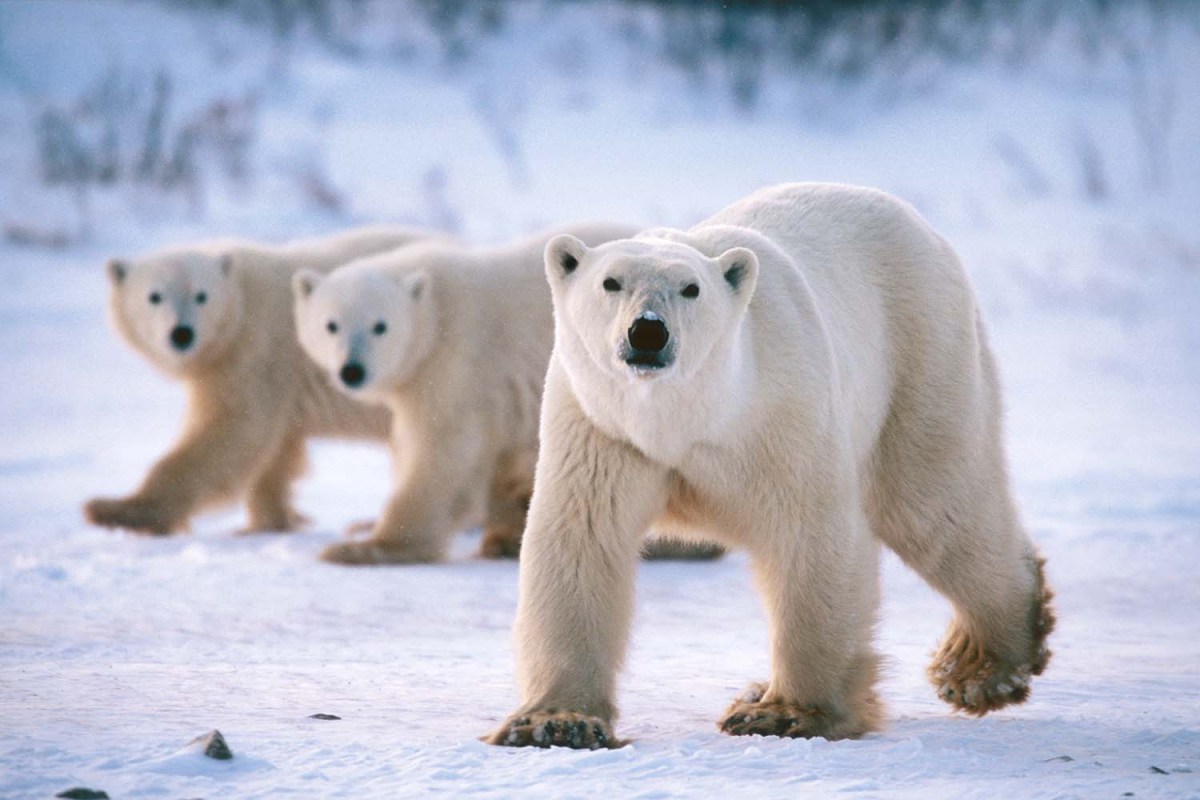 It's high time you booked yourself an arctic safari