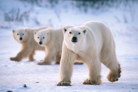 Get Up Close With Polar Bears on This Arctic Safari Trip