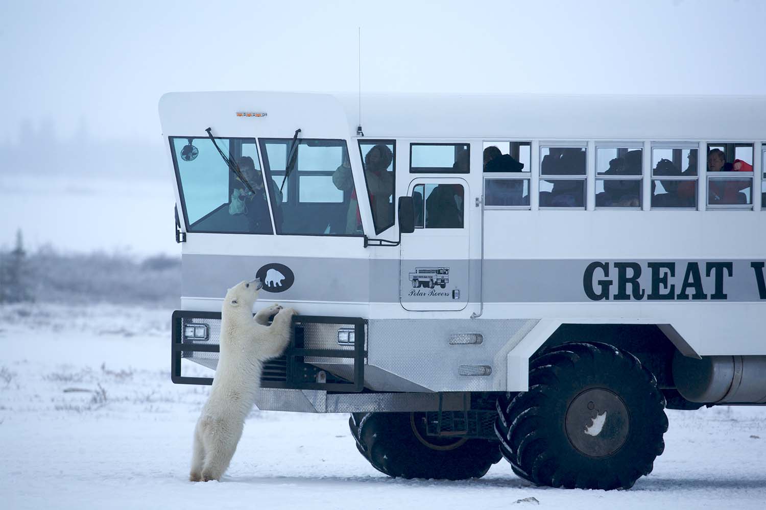 A polar bear peers inside the rover of an arctic safari