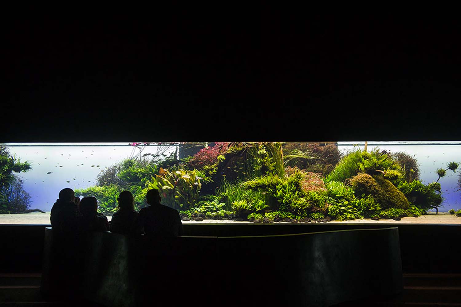 Forests Underwater Exhibition